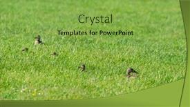  Presentation with grass - Slides with female-mallard-ducks-hiding background and a seafoam green colored foreground