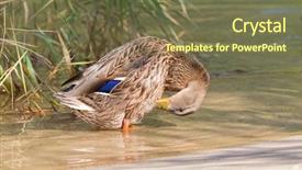  Presentation with water purification crystal - Cool new PPT layouts with female mallard preening mottled wild backdrop and a tawny brown colored foreground