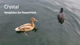  Presentation with orange and black backrgound - Audience pleasing theme consisting of female mallard with pale orange backdrop and a gray colored foreground