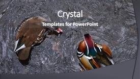  Presentation with duck - Slide set consisting of female mandarin duck is attacking background and a dark gray colored foreground