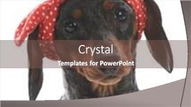  Presentation with dachshund - Slide deck featuring female-miniature-dachshund-wearing-red background and a tawny brown colored foreground