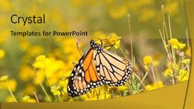  Presentation with monarch butterfly - Slide set with female monarch butterfly feeding background and a gold colored foreground