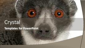  Presentation with lemur - PPT theme featuring female-mongoose-lemur-eulemur-mongoz background and a tawny brown colored foreground