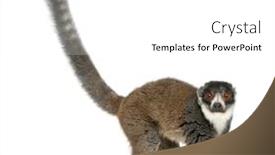  Presentation with lemur - Presentation design consisting of female-mongoose-lemur-eulemur-mongoz background and a white colored foreground