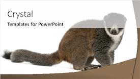 Presentation with lemur - Slide deck featuring female-mongoose-lemur-eulemur-mongoz background and a white colored foreground