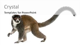  Presentation with lemur - Beautiful PPT layouts featuring female-mongoose-lemur-eulemur-mongoz backdrop and a white colored foreground