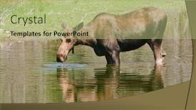  Presentation with wyoming - Audience pleasing presentation theme consisting of female moose cow feeding in a pond in wyoming backdrop and a mint green colored foreground