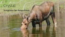  Presentation with wyoming - Cool new presentation with female moose cow feeding in a pond in wyoming backdrop and a mint green colored foreground