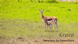  Presentation with newborn baby - Amazing presentation theme having female-mother-of-thomson-s backdrop and a coral colored foreground