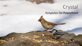  Presentation with cardinal - Slide deck featuring a black-capped chickadee background and a light gray colored foreground