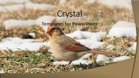  Presentation with cardinal - Presentation theme enhanced with female northern cardinal looking background and a coral colored foreground