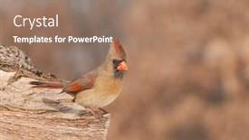  Presentation with cardinal - Cool new presentation design with female northern cardinal backdrop and a coral colored foreground