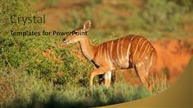  Presentation with south africa - Slide set with female-nyala-antelope-tragelaphus-angasii background and a gold colored foreground