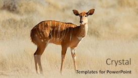  Presentation with africa - Slide deck having female-nyala-antelope-tragelaphus-angasii background and a  colored foreground