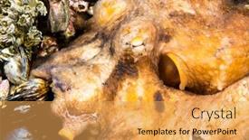  Presentation with octopus - Colorful slide deck enhanced with female-octopus-rests backdrop and a yellow colored foreground