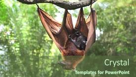  Presentation with tropical forest - PPT layouts enhanced with female-of-flying-fox background and a tawny brown colored foreground