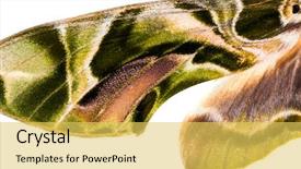  Presentation with hawk - Beautiful PPT theme featuring female oleander hawk-moth daphnis backdrop and a yellow colored foreground