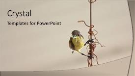  Presentation with worm - PPT layouts enhanced with female-olive-backed-sunbird-known background and a soft green colored foreground