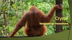  Presentation with animal nature - Audience pleasing slides consisting of female orangutan sitting backdrop and a tawny brown colored foreground