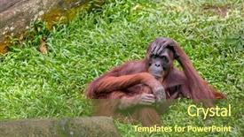  Presentation with singapore - Colorful slides enhanced with female orangutan sitting backdrop and a tawny brown colored foreground
