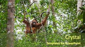  Presentation with sarawak - Presentation with female orangutan with a baby background and a tawny brown colored foreground