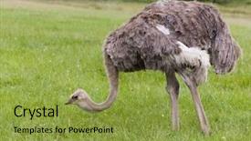  Presentation with food - PPT theme having female ostrich looking for food background and a gold colored foreground
