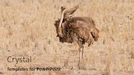  Presentation with savannah - Presentation enhanced with female-ostrich-on-the-savannah background and a coral colored foreground
