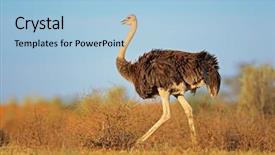  Presentation with kalahari - Presentation having female ostrich struthio camelus kalahari background and a light blue colored foreground