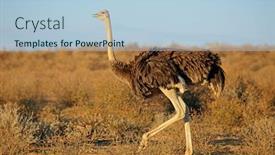  Presentation with south africa - Slides enhanced with female-ostrich-struthio-camelus background and a light blue colored foreground