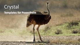  Presentation with camels resting in the desert - Presentation theme enhanced with female-ostrich-struthio-camelus and a gray colored foreground