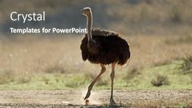  Presentation with camel in the thar desert - PPT theme enhanced with female-ostrich-struthio-camelus background and a  colored foreground