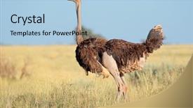  Presentation with south africa - PPT layouts having female ostrich struthio camelus background and a light blue colored foreground