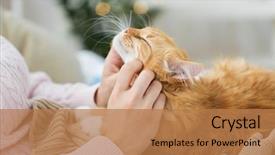  Presentation with pets - Colorful theme enhanced with female owner stroking red backdrop and a coral colored foreground