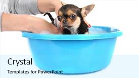  Presentation with jesus washing - Colorful slide deck enhanced with female owner washing her puppy backdrop and a arctic colored foreground