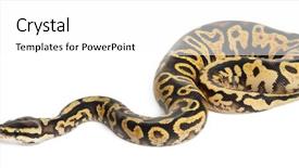  Presentation with python - Beautiful presentation theme featuring female pastel calico python royal backdrop and a  colored foreground