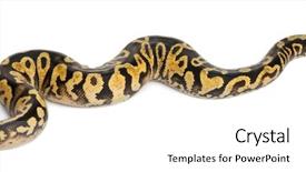  Presentation with python - Cool new presentation theme with female pastel calico python royal backdrop and a cream colored foreground