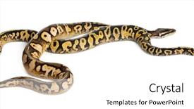 Presentation with python - Amazing slide deck having female pastel calico royal python backdrop and a white colored foreground