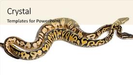  Presentation with python - Amazing PPT layouts having female pastel calico royal python backdrop and a blonde colored foreground