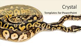  Presentation with royal - PPT layouts consisting of female pastel calico royal background and a blonde colored foreground