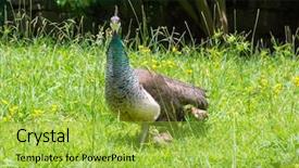  Presentation with chicks - Slide deck consisting of female peacock walking in the park with chicks background and a yellow colored foreground