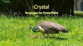  Presentation with chicks - PPT layouts with female peacock walking in the park with chicks background and a wine colored foreground