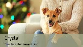  Presentation with dog christmas - Cool new presentation with female person holding small cute funny dog at chair on christmas tree background backdrop and a mint green colored foreground