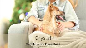  Presentation with dog christmas - Slide deck with female person holding small cute funny dog at chair on christmas tree background background and a lemonade colored foreground