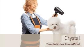  Presentation with pet - PPT theme with female-pet-groomer-drying background and a soft green colored foreground