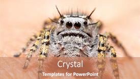  Presentation with spider - Presentation design enhanced with female phidippus mystaceus jumping spider sitting on a human finger background and a coral colored foreground