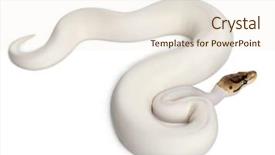  Presentation with python - Audience pleasing presentation theme consisting of female pied spider royal python backdrop and a  colored foreground