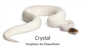  Presentation with python - Presentation theme with female pied spider royal python background and a  colored foreground