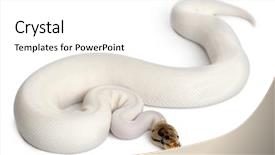  Presentation with python - Presentation theme featuring female pied spider royal python background and a white colored foreground