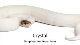  Presentation with python - Colorful slides enhanced with female pied spider royal python backdrop and a white colored foreground