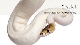  Presentation with python - Slides enhanced with female pied spider royal python background and a soft green colored foreground